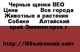 Черные щенки ВЕО › Цена ­ 5 000 - Все города Животные и растения » Собаки   . Алтайский край,Змеиногорск г.